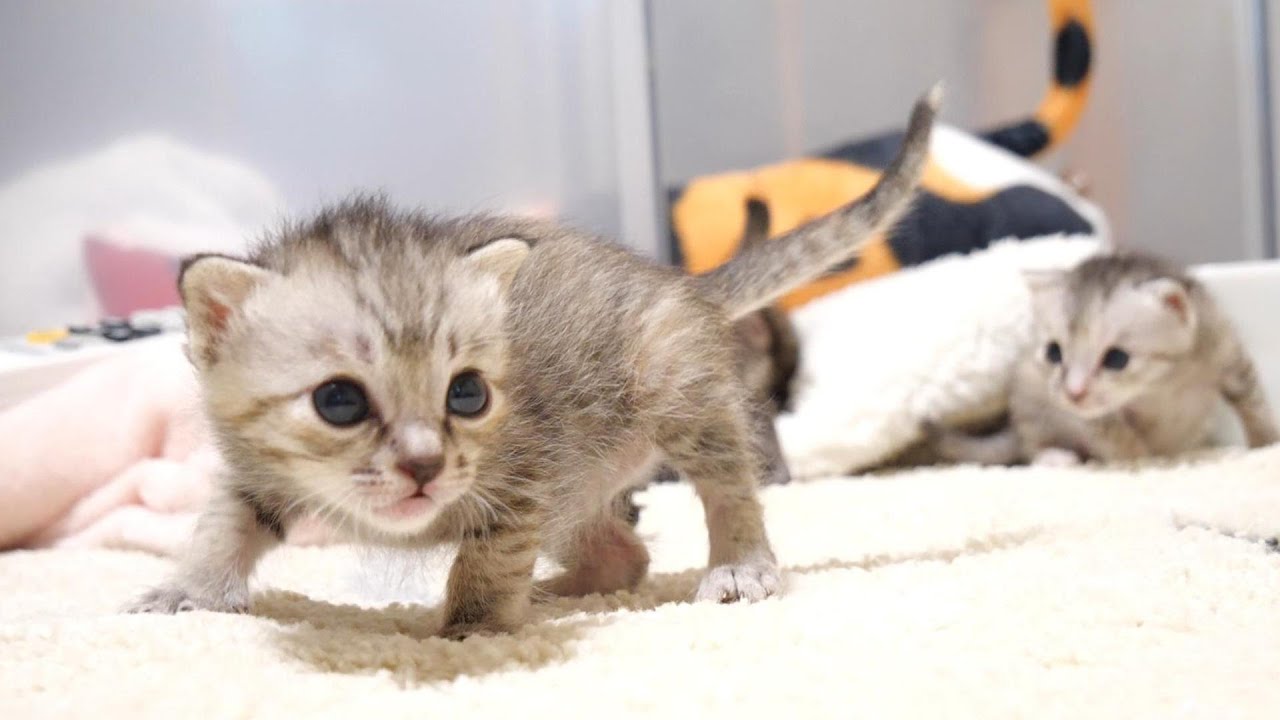 初めてのトイレに挑戦する子猫のぽちゃ丸君でしたがまだ出ないみたいです。【赤ちゃん猫　保護猫】
