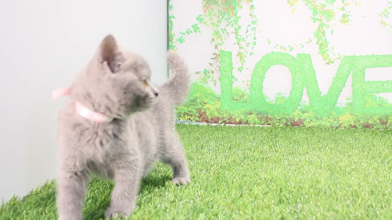 Coo&RIKU　No577852　ブリティッシュショートヘアー