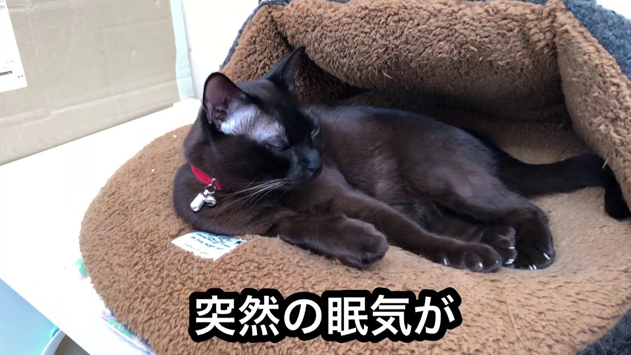 猫のバーミーズ 眠気を必死に耐える青目の猫