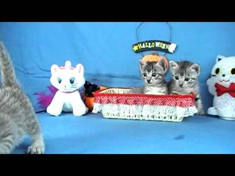 エジプシャンマウの男の子たち