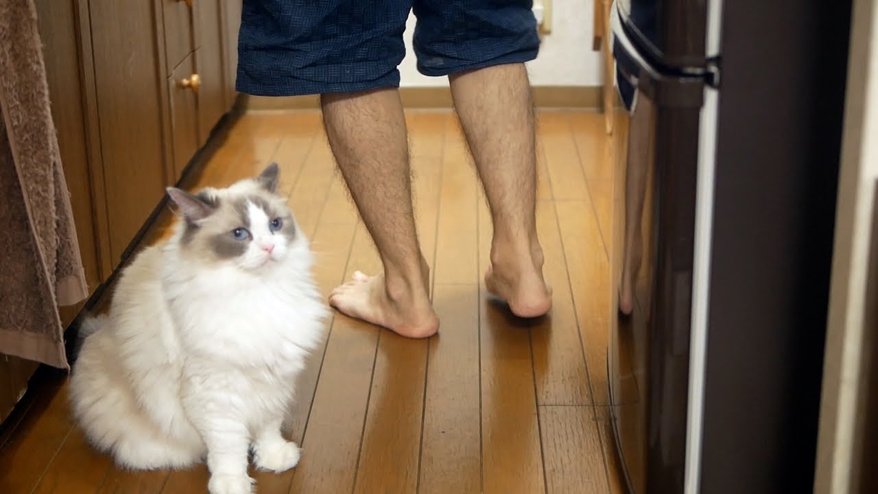 【隠し撮り】ラグドールは、おとなしい性格？【猫との日常生活を公開中！】