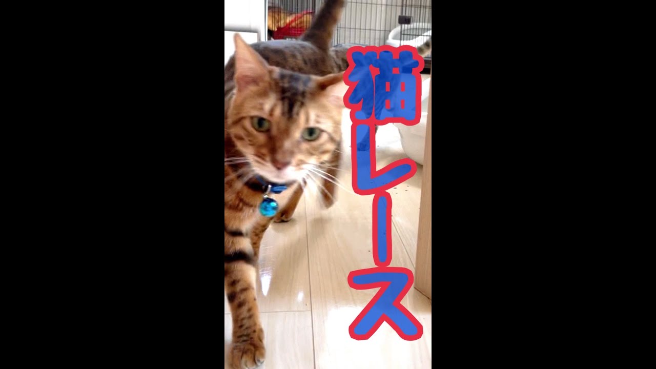 ニコ歩いてないで走って？猫レース手持ちカメラダイジェスト（12/7）