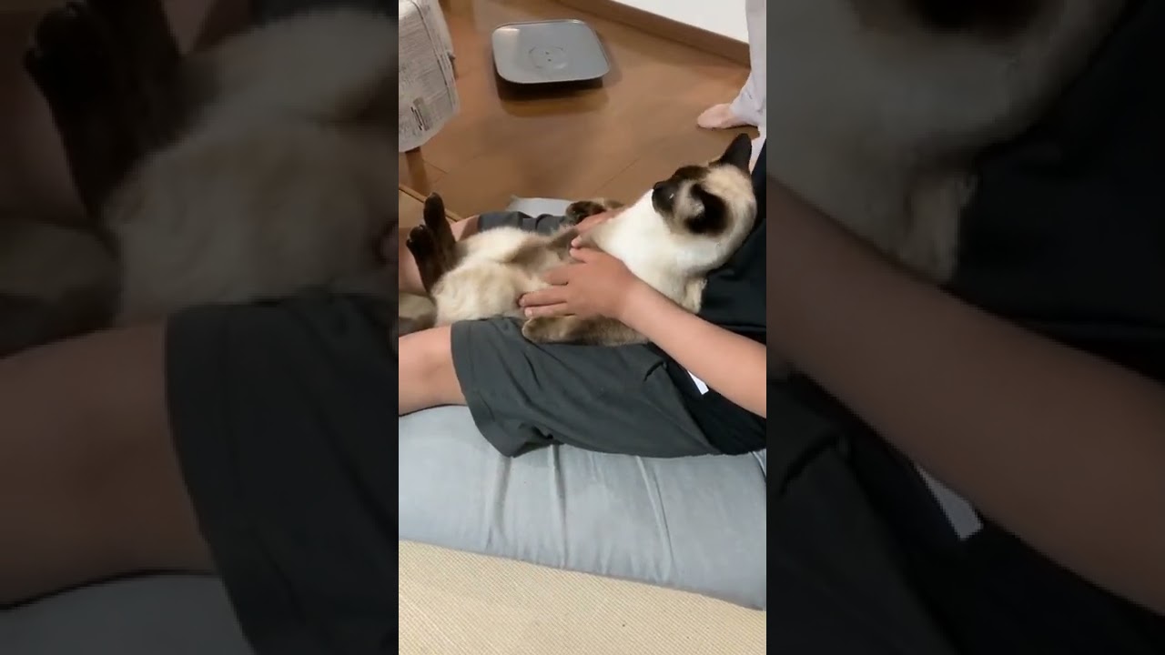 【シャム猫】大人しく抱っこされる顔の黒い小さい弟  2