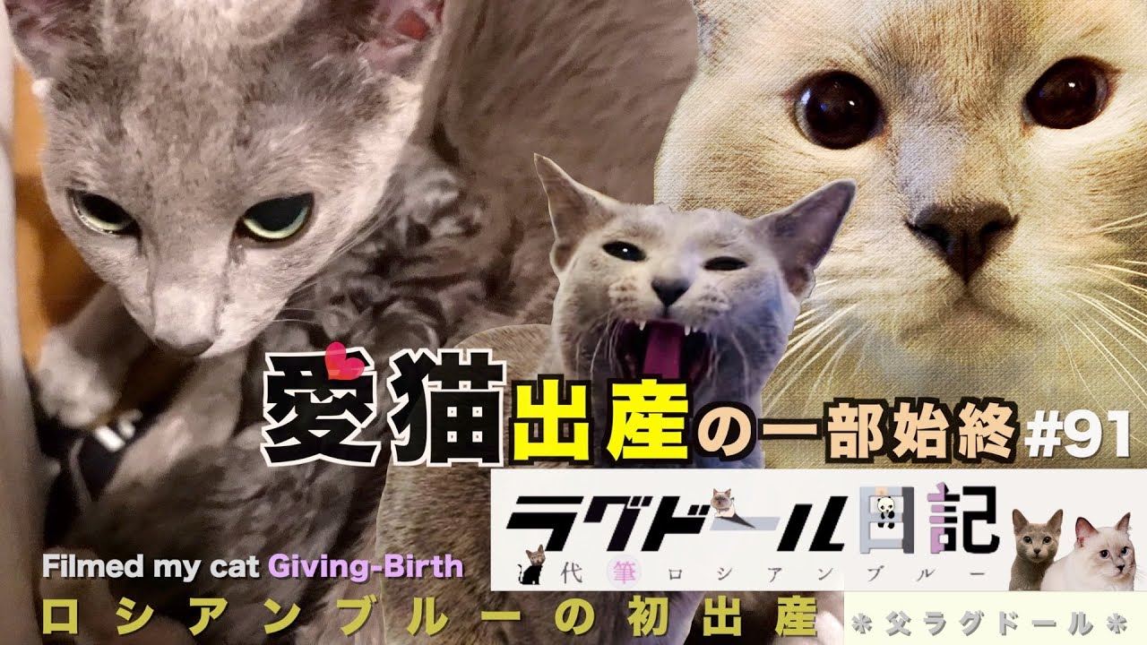愛猫の初出産【ラグドール×ロシアンブルー】子猫がこの世に生まれるまで＊出産の一部始終をお送りします！閲覧注意でお願いします。ラグドール日記〜代筆ロシアンブルー　第91話「アルバブと初出産」