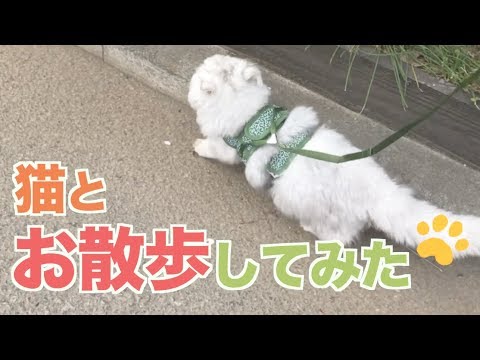 【猫動画】シャルルとお散歩行ってみた！【ペルシャ猫：シャルル】