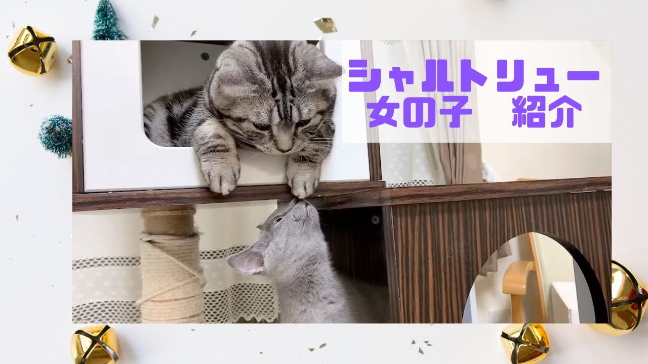 【8月25日生まれ シャルトリュー女の子】