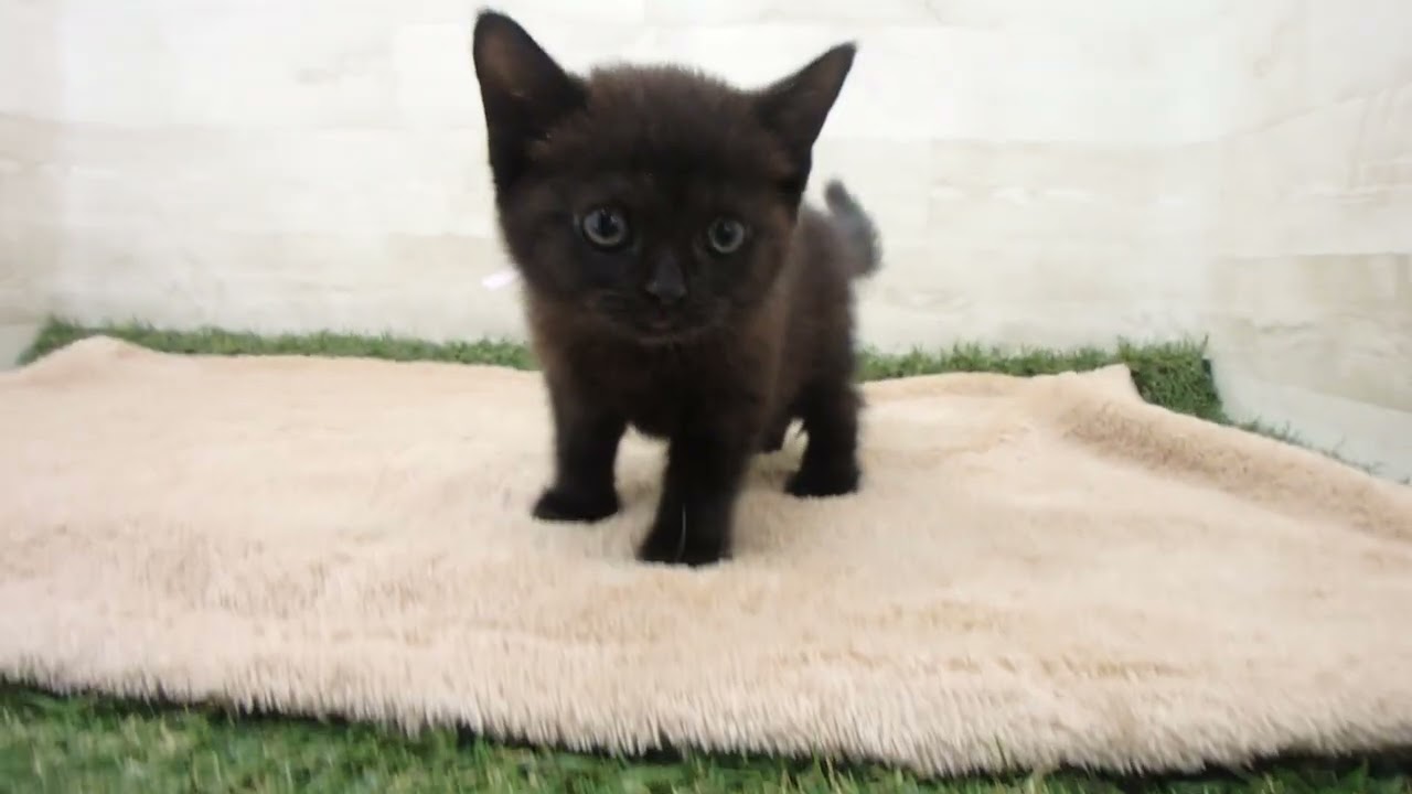 Coo&RIKU　No00571802 ボンベイ