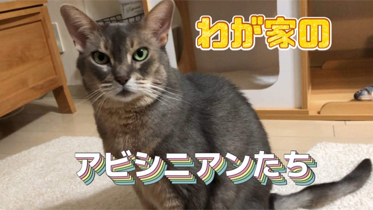 わが家のアビシニアンたち #動画 #アビシニアン #cat #まな猫