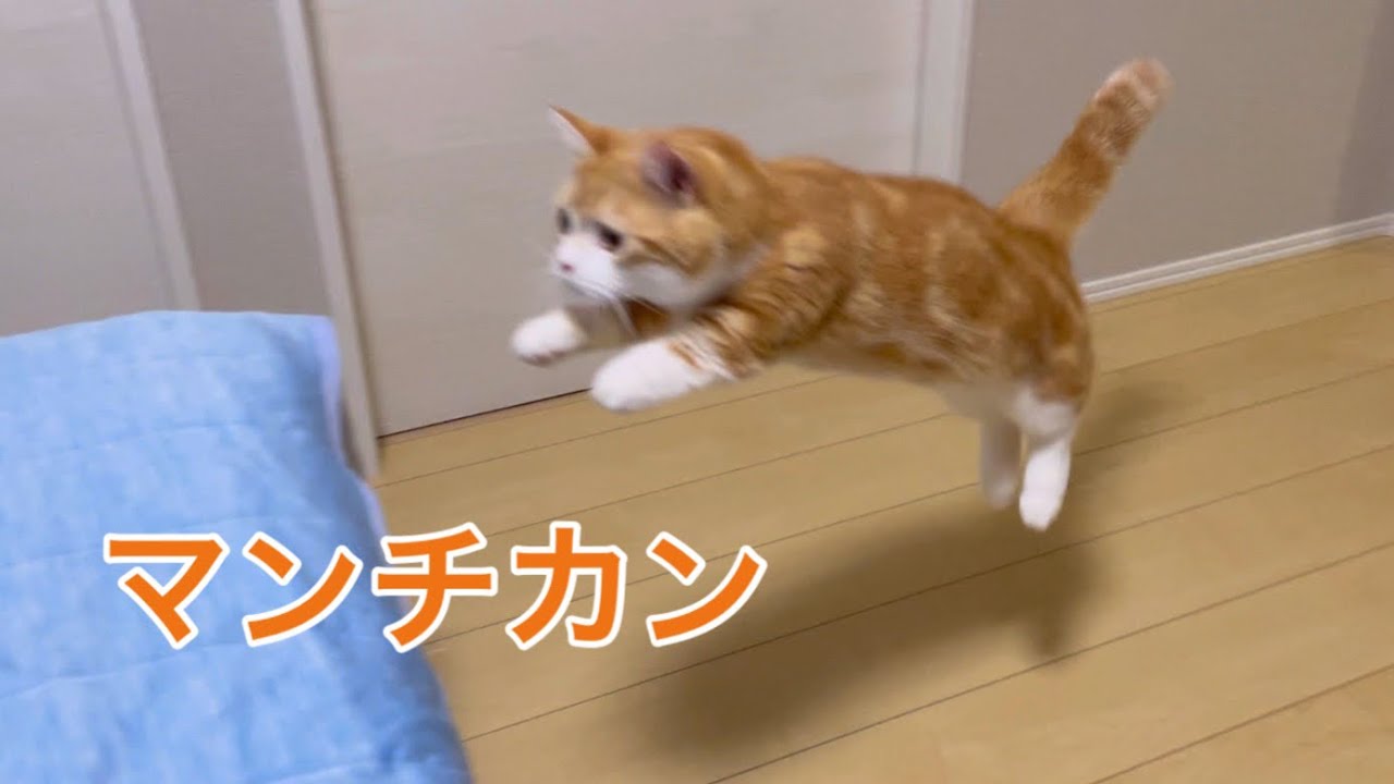 【マンチカン】短足でジャンプする猫