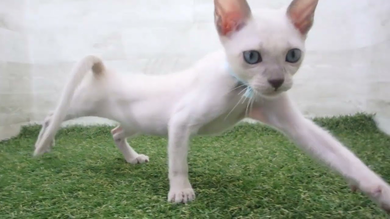 00594619 トンキニーズ