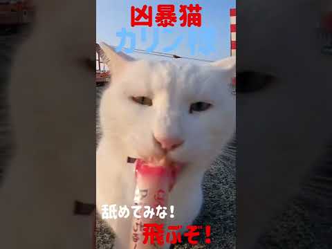 あの凶暴猫のカリン様 舐めてみな❗️飛ぶぞ Japanese cats #shorts