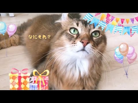 猫生（ニャンセイ）で初めてケーキを食べた猫。#アメリカンカール　#猫　#誕生日