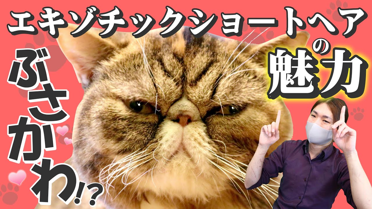 【エキゾチックショートヘアーの魅力紹介！】飼いやすさ、性格、病気、寿命について猫ブリーダーが解説します！