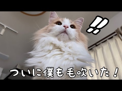 ついに毛吹いた！初めての毛吹きに困惑する猫…【元保護猫ノルウェージャン】