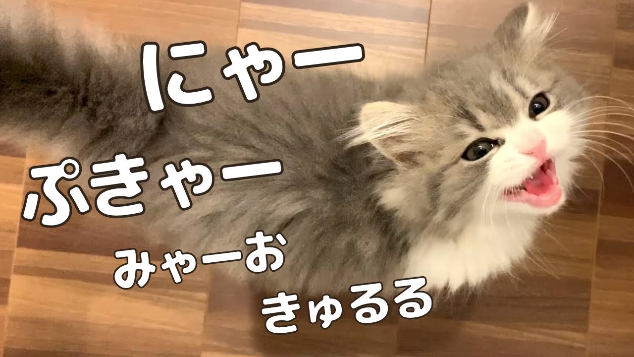 【甘えん坊オス猫のかわいい鳴き声まとめ】スコティッシュフォールド｜子猫〜成猫