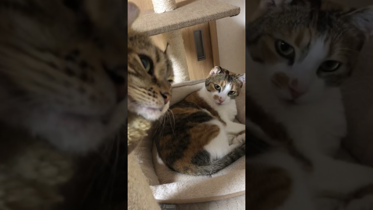 この二人は仲良し アメリカンカールと三毛猫　ツゥとみりん