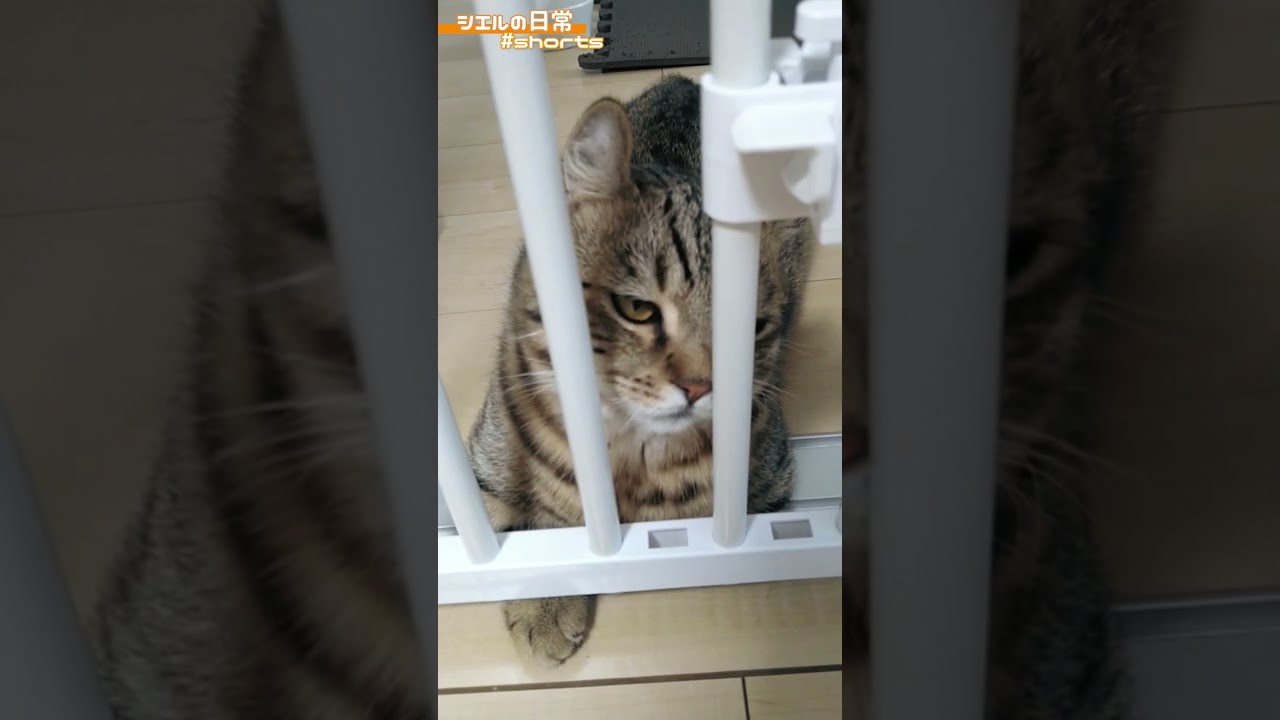 シエル君はやり過ぎたことを反省しているそうです　/キンカロー　マンチカン×アメリカンカール　#Shorts