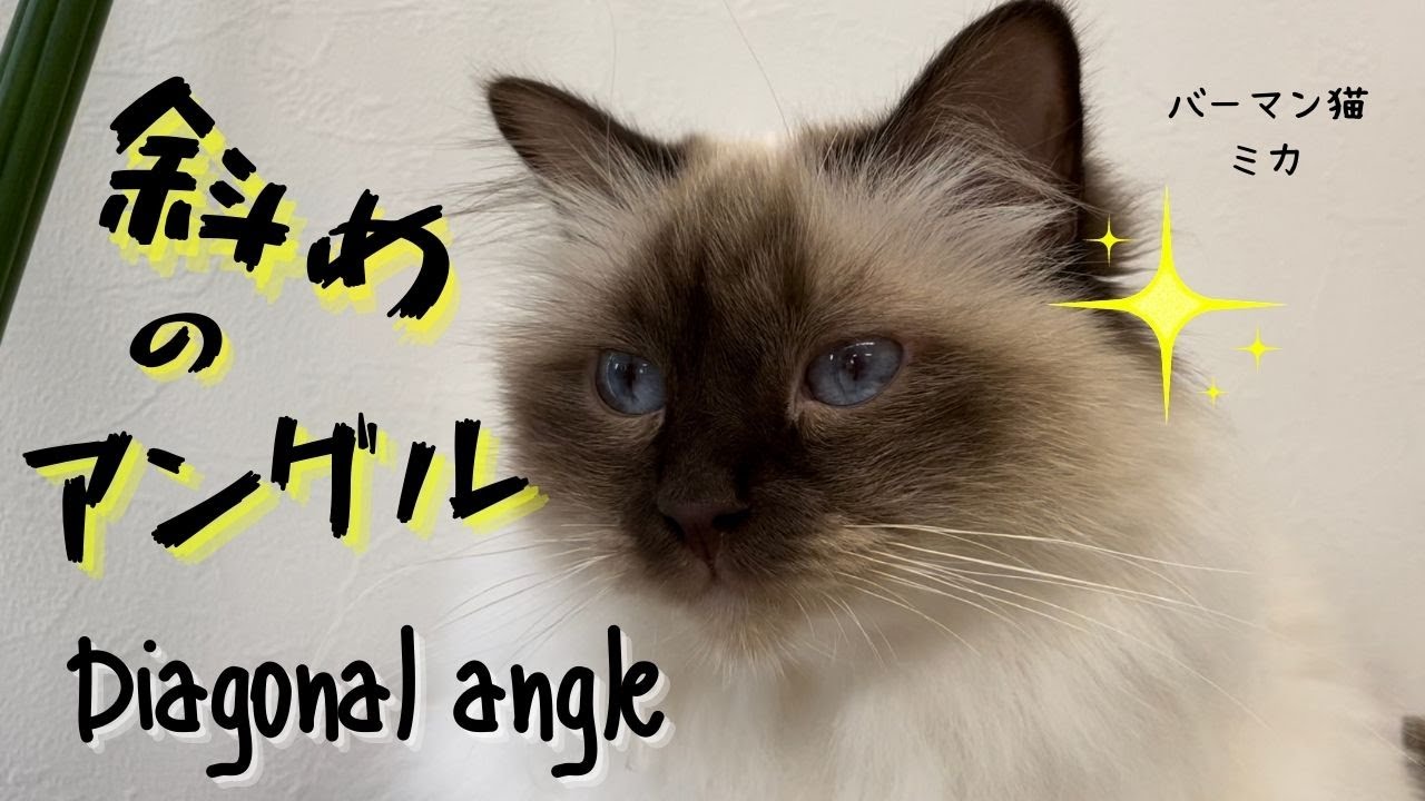 すまし顔のバーマン猫ミカ【斜めのアングル】Diagonal angle（バーマン猫） Birman/Cat