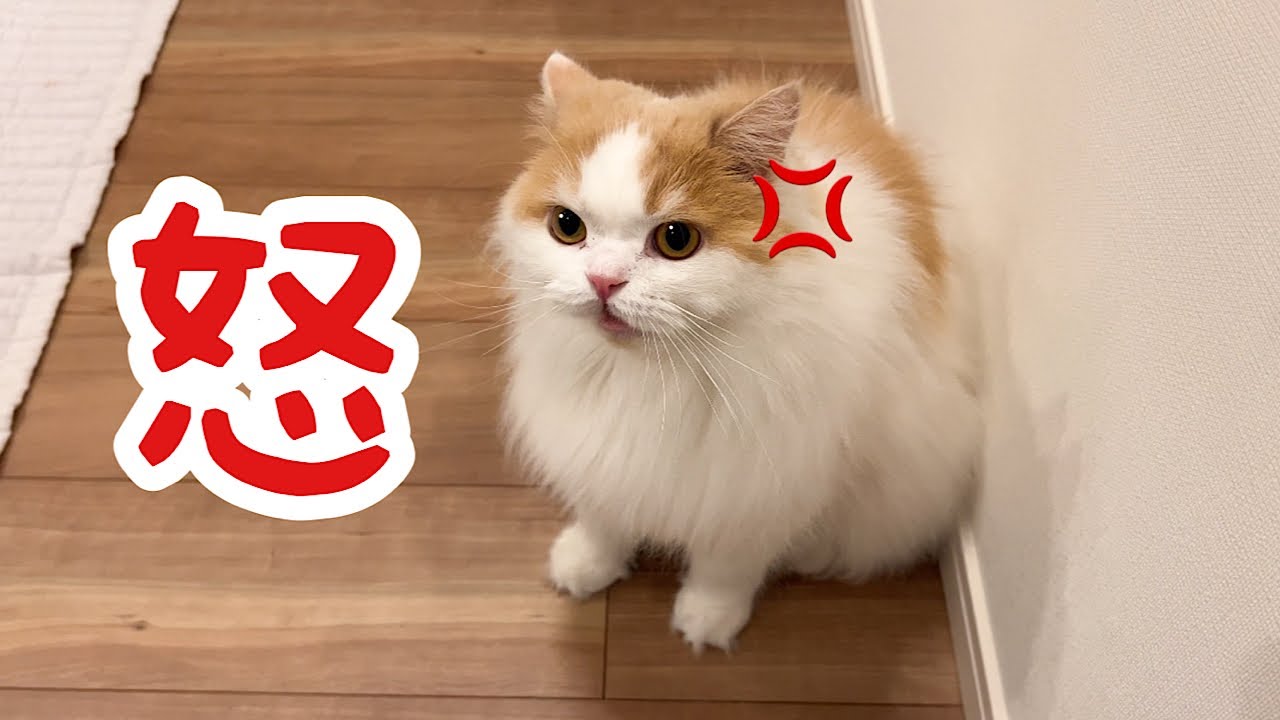 飼い主の帰宅が遅くて心配した猫が怒りで震えていました汗