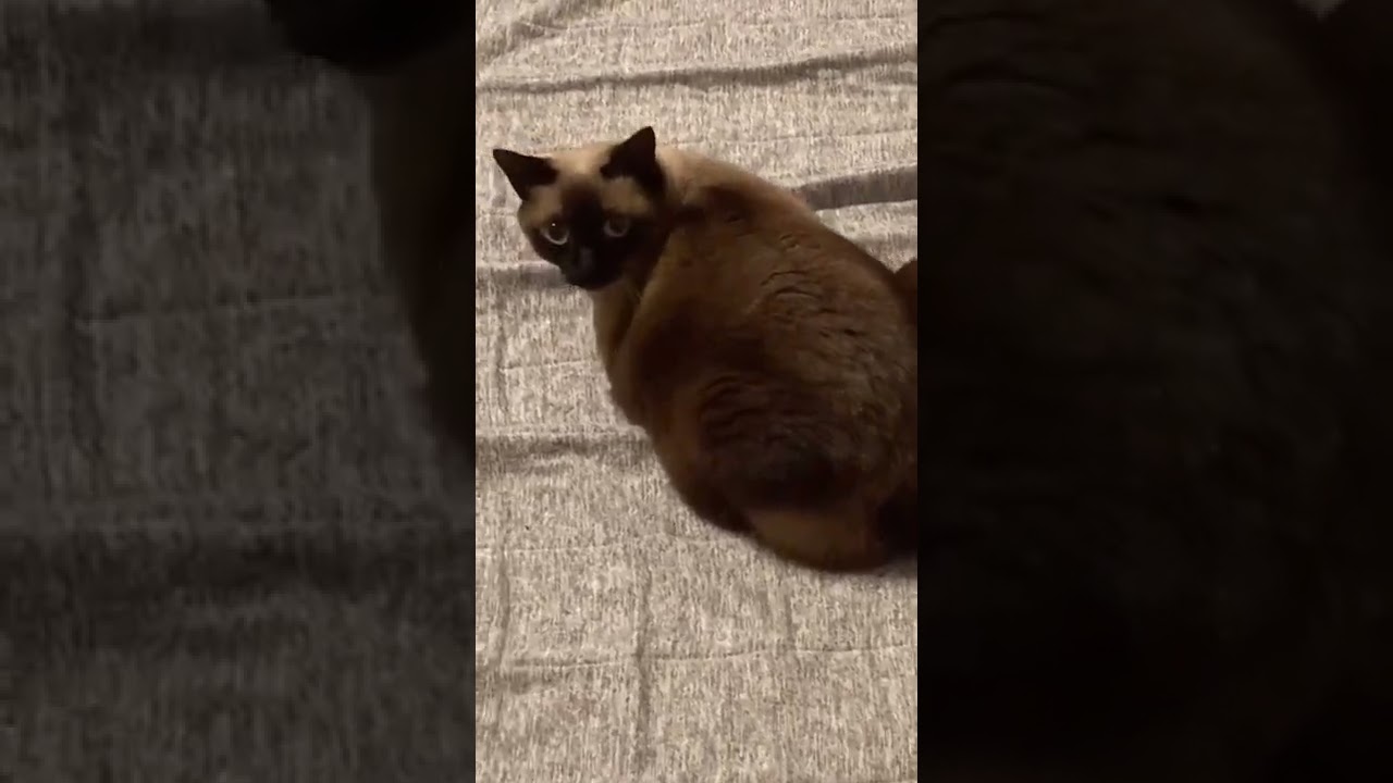 忍び寄る飼い主に戸惑う猫