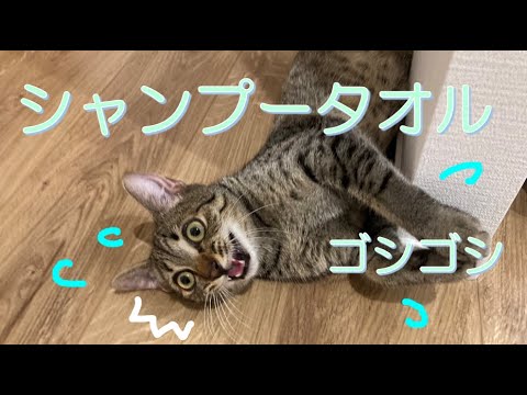 パウロ、シャンプータオルされる【エジプシャンマウ】