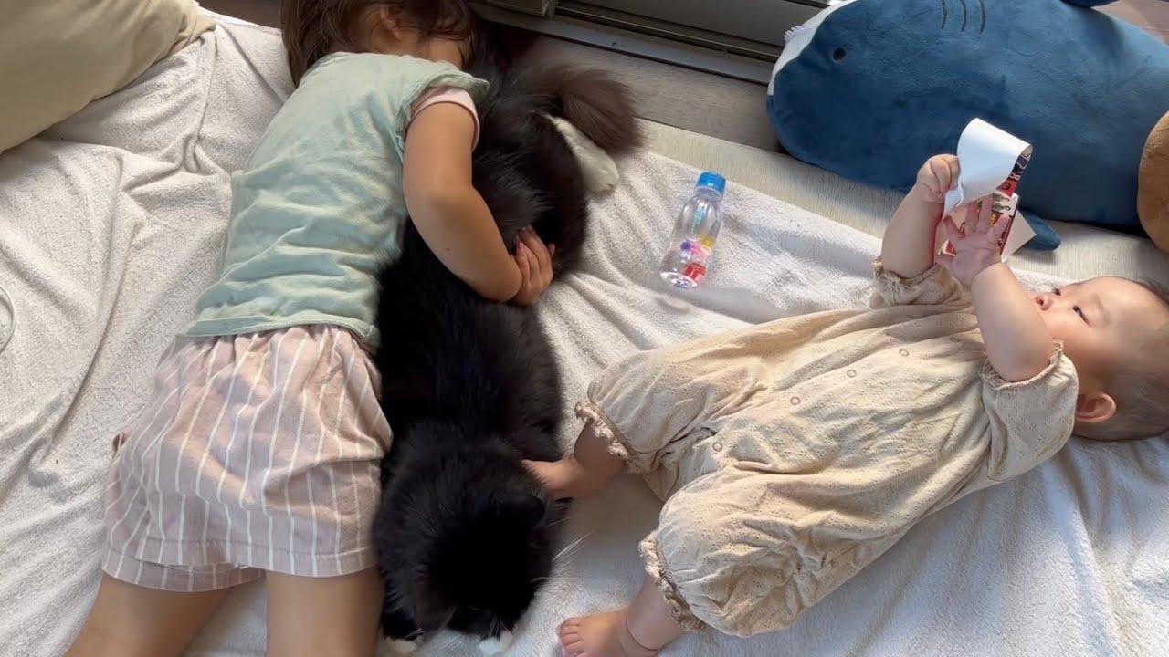 姉妹のコンビネーションでモフられる猫　ラガマフィン　A cat stroked by sisters at the same time