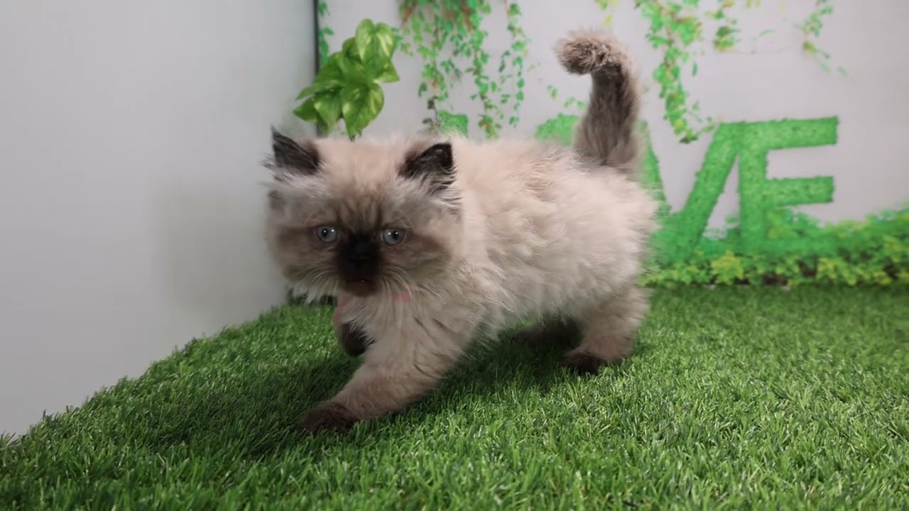 Coo&RIKU　No567794　ヒマラヤン