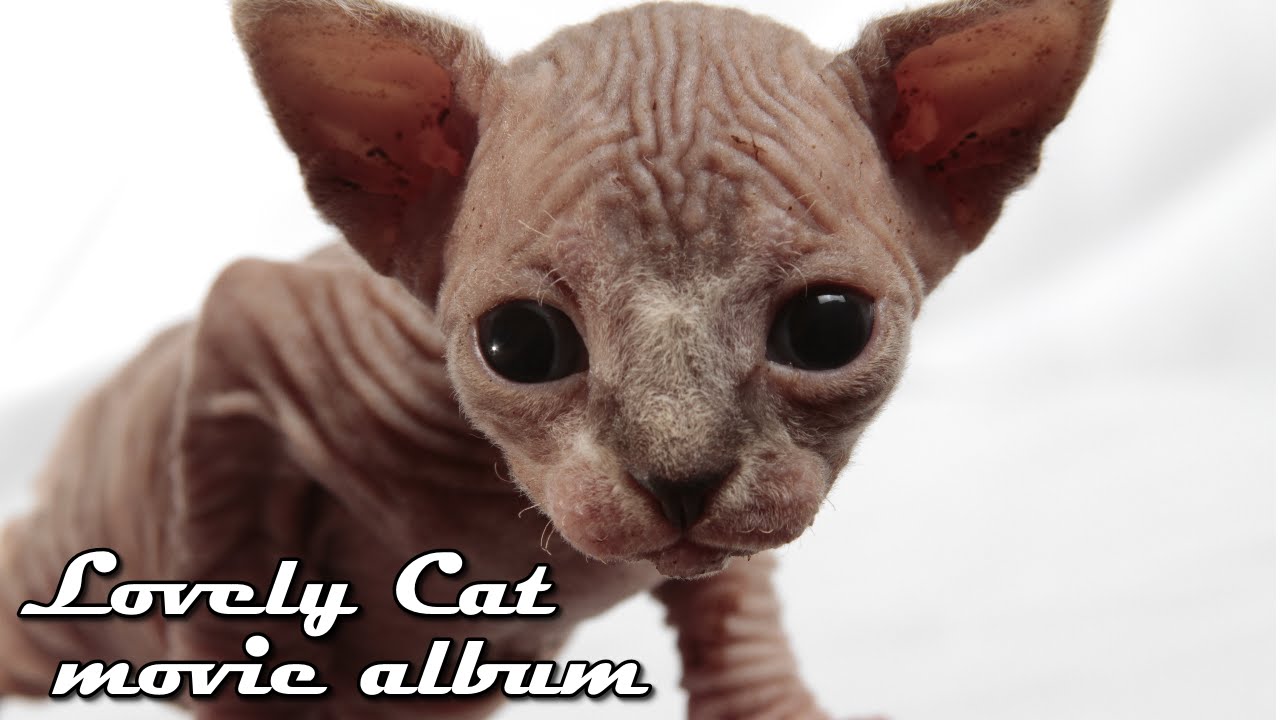 【猫】かわいい子猫 成長日記 スフィンクスの赤ちゃん＜陣痛～出産～授乳＞【 貴重映像】