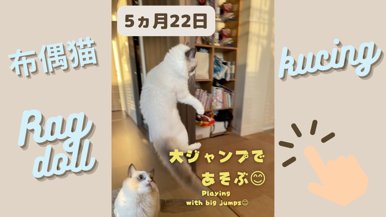 5ヶ月22日ラグドール♡紐遊びで大ジャンプ！お風呂場も好き😂 #ラグドール #ragdoll #布偶猫 #眼振 #猫 #cat #बिल्ली #kошка #kucing #gato #shorts