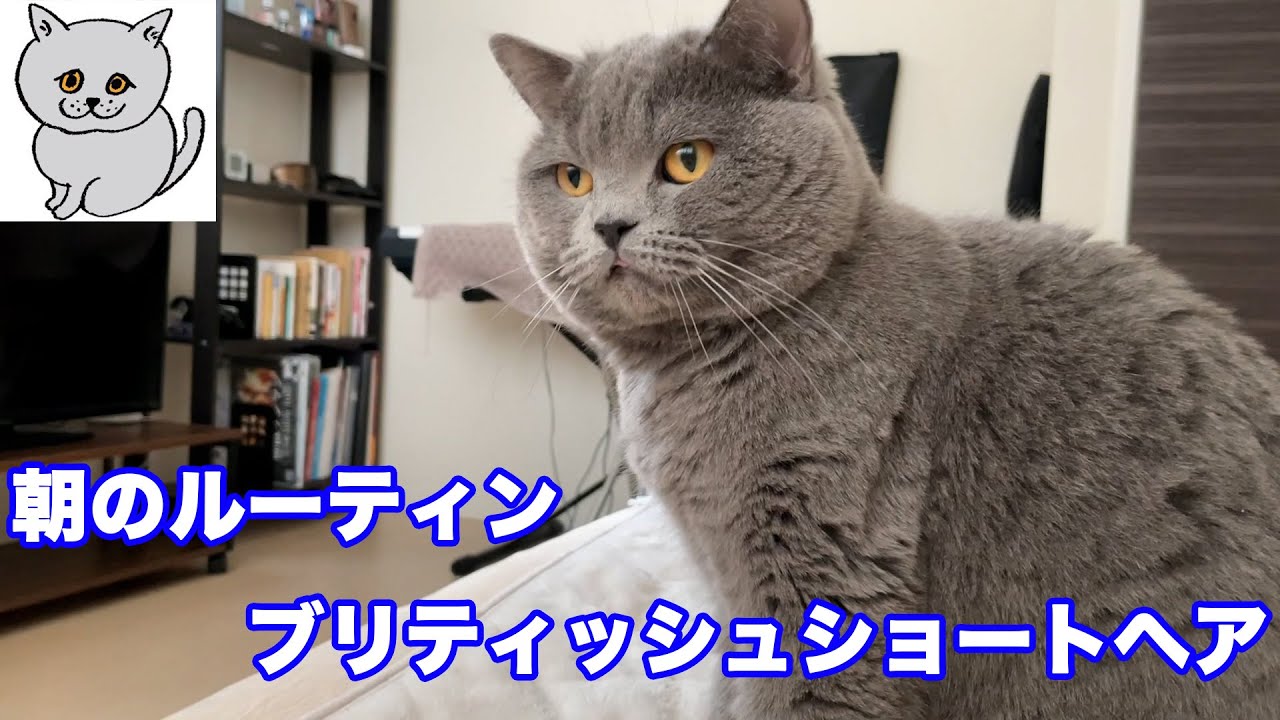 【ブリティッシュショートヘア】朝のルーティン【猫】