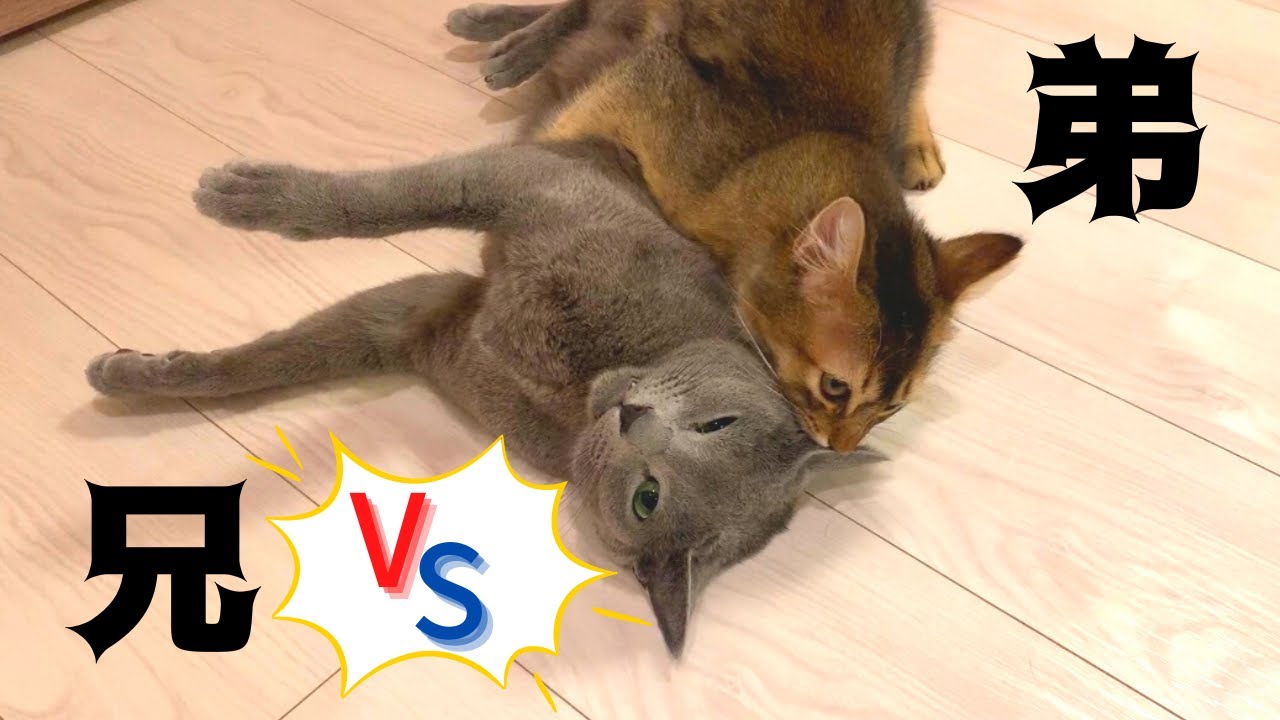 兄弟のニャンプロは終わらない【ロシアンブルーとソマリ】