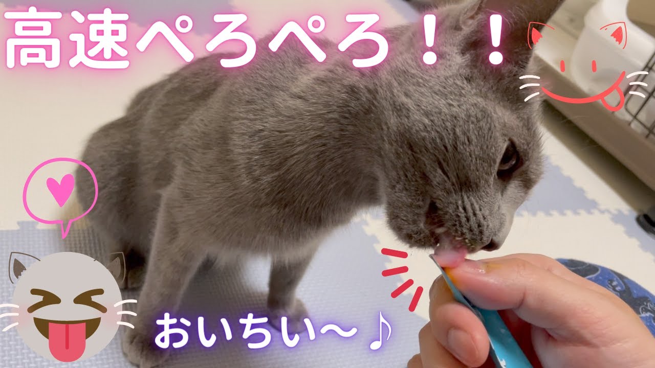 爪切りの後は美味しいご褒美♪な猫（ロシアンブルー）