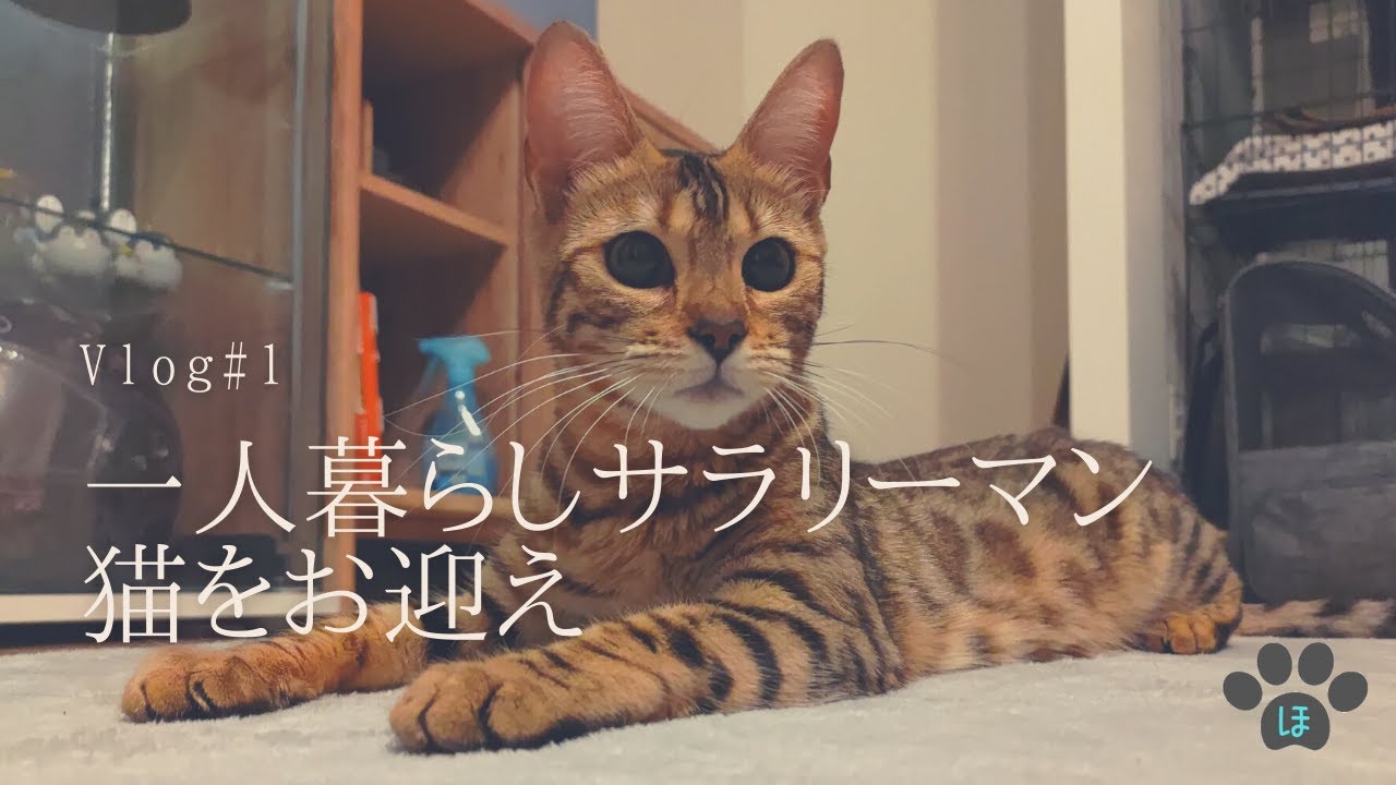 【vlog#1】一人暮らしサラリーマン、猫をお迎えする【千夜】