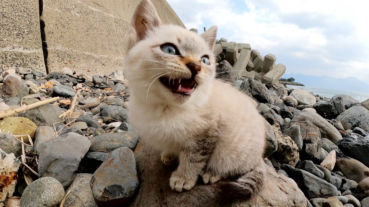可愛い声で鳴くシャム子猫が海の岩場をチョロチョロと歩き回る