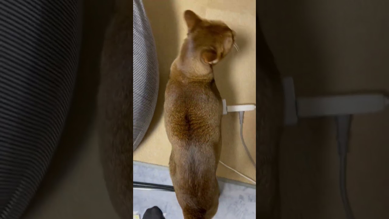 威嚇されまくる　アビシニアン　#10