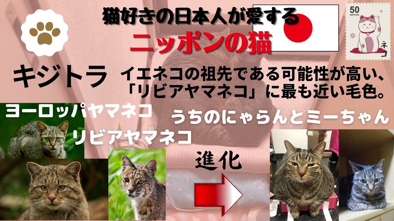 【日本猫のにゃらんとミーちゃん】イエネコの祖先は何ネコ❓キジトラの名前の由来は❓日本猫（和猫）の毛色は何種類くらいあるの❓
