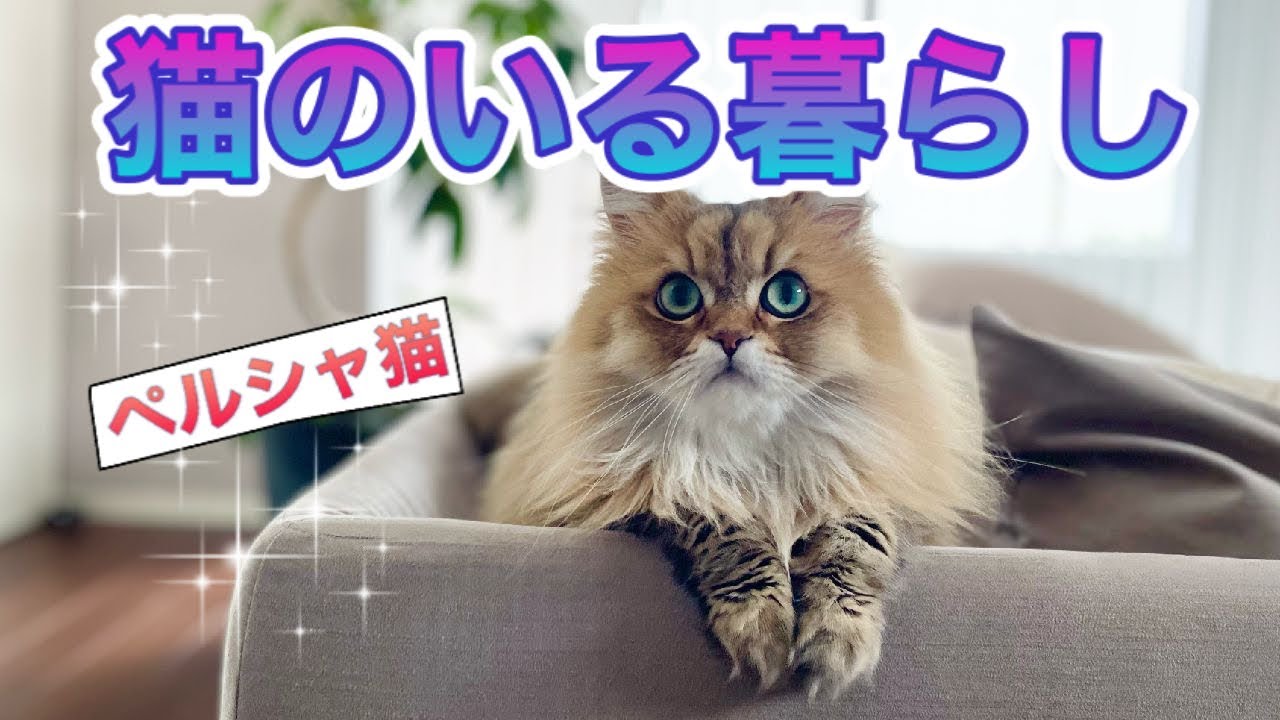 【ペルシャ猫】猫のいる暮らし猫を飼いたい方へ