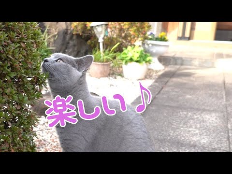 初めて庭を散布するシャルトリューの猫がこちらです【シャルトリュー】