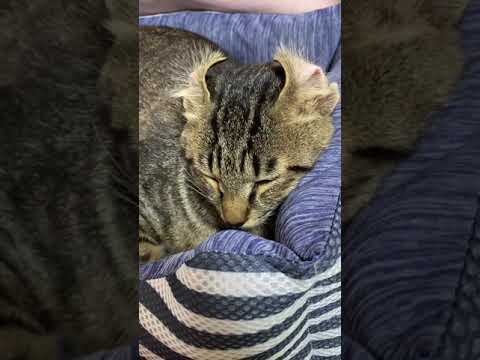 雑種からアメリカンカールに成長した猫 #shorts