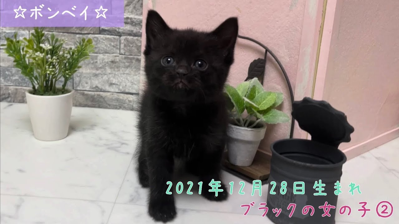 【ナナハチ’s ROOM】ボンベイ☆女の子② 20220204