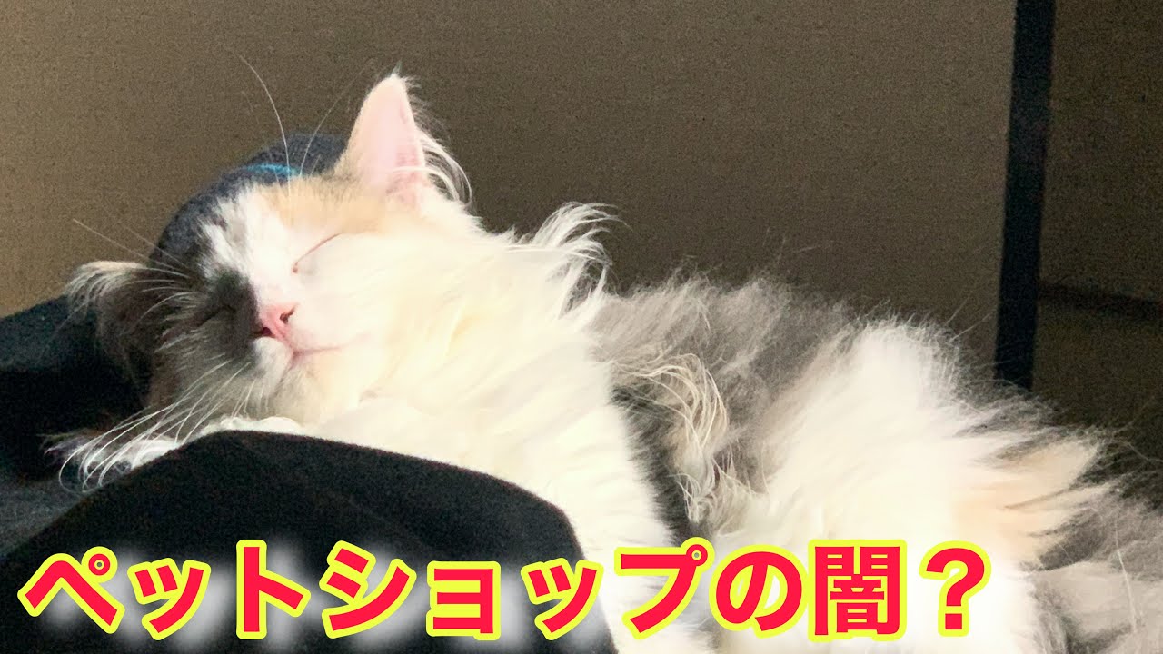 ペットショップで猫を買うという事【ノルウェージャンフォレストキャット】#13　 保護猫かショップかブリーダーか？