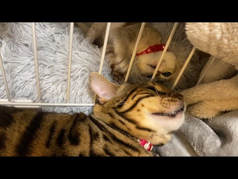 子猫と先住猫を対面させてみたら...[シンガプーラ] [ベンガル]