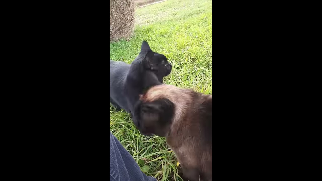 Smooch, the Siamese Manx cat, comes running when called.