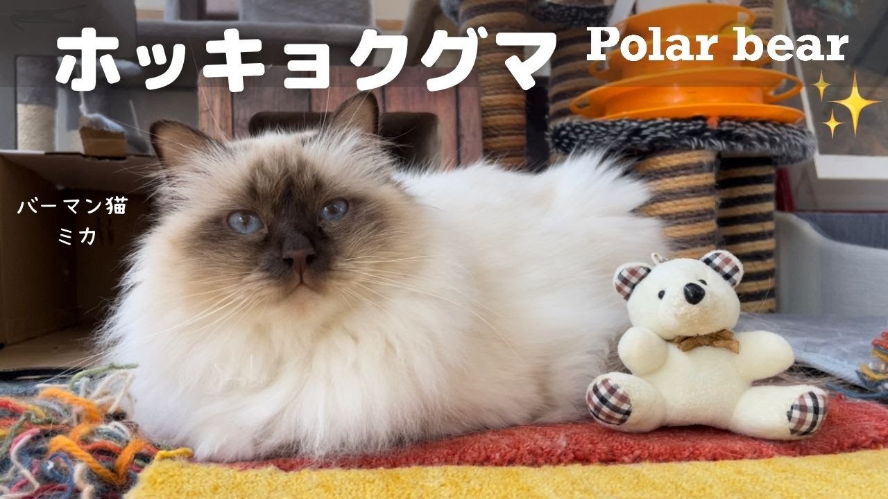 バーマン猫ミカと白いクマ【ホッキョクグマ】Polar bear （バーマン猫）Birman/Cat