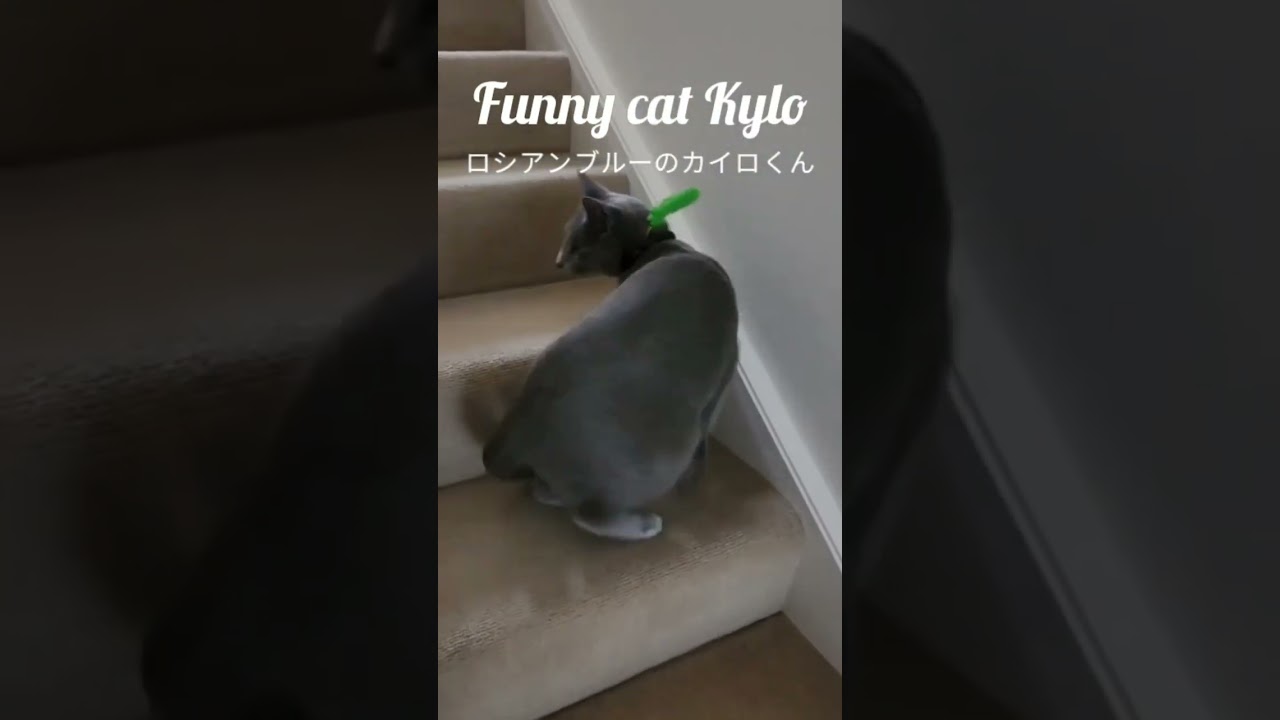 猫じゃらしを首輪に付けたら...#猫#かわいい#ロシアンブルー