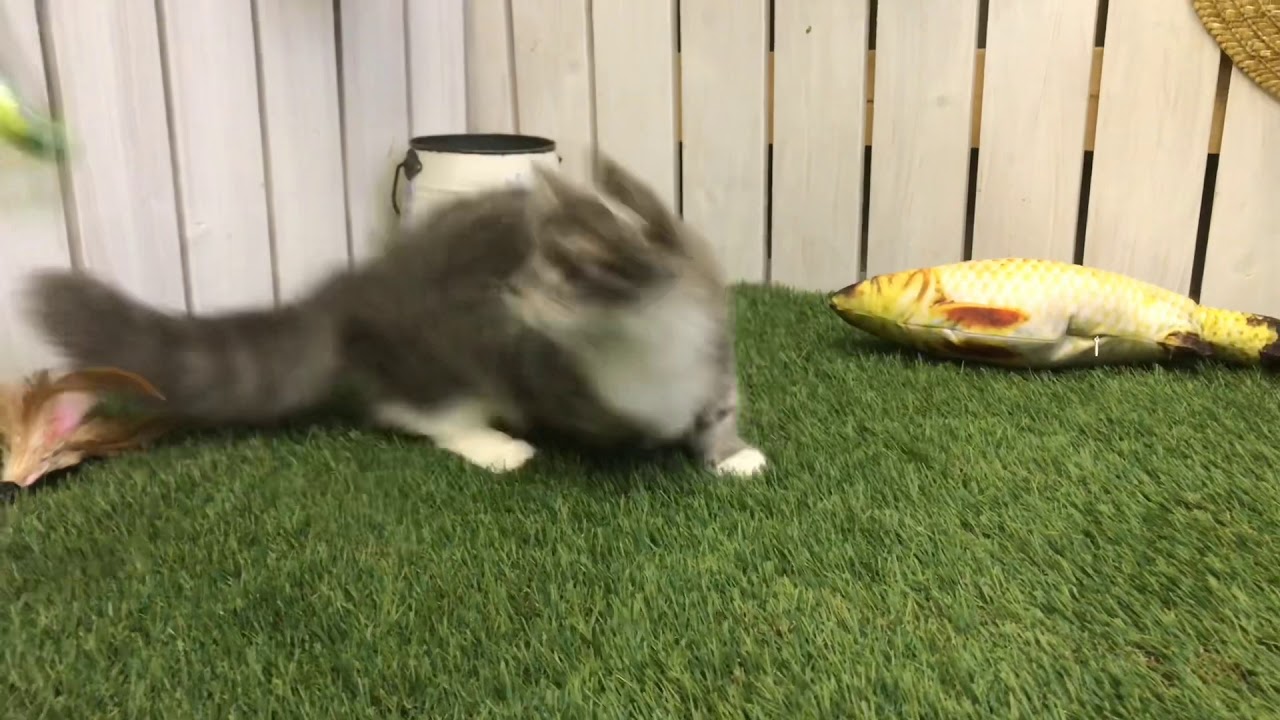 【ナナハチ’s ROOM】マンチカン☆ロングヘア ブルータビー＆ホワイトの男の子  20191008 神メソッド