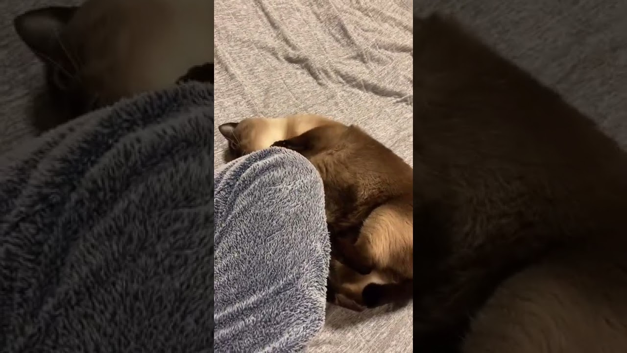 デレな猫が急に荒ぶる