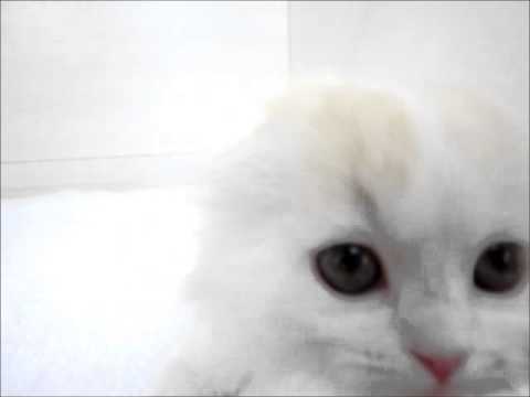 スコティッシュフォールドロング♀313