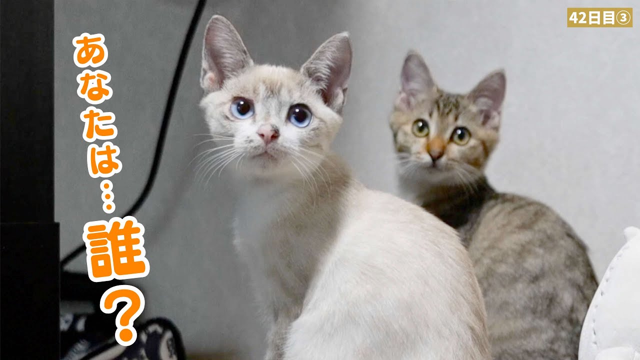 デュフィの親友と子猫たちが初対面！いきなり仲良くなっちゃいました