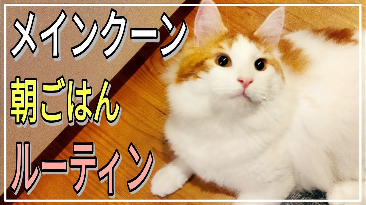 大型猫メインクーンの朝ごはん日常ルーティン。かわいい鳴き声でおねだり【ほぼノーカット】